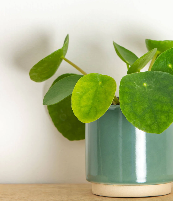 Lil' Chinese Money Plant