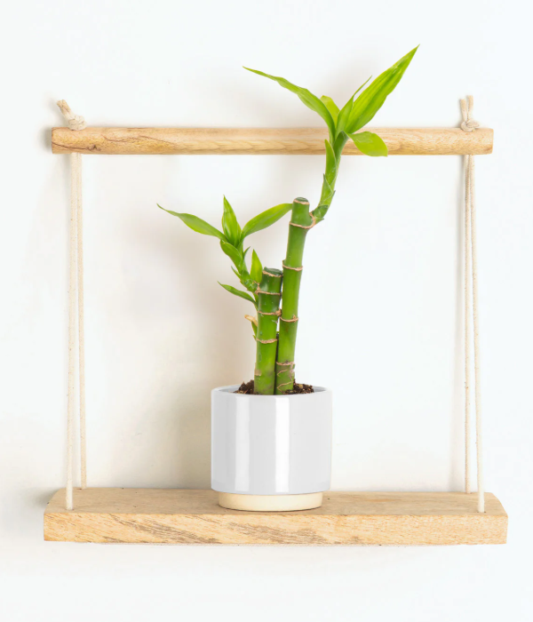 Lil' Lucky Bamboo