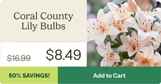 Coral County Lily Bulbs