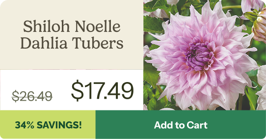 Shiloh Noelle Dahlia Tubers