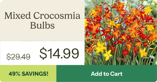 Mixed Crocosmia Bulbs
