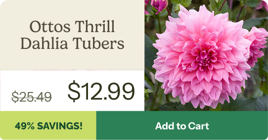 Ottos Thrill Dahlia Tubers