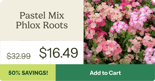Pastel Mix Phlox Roots