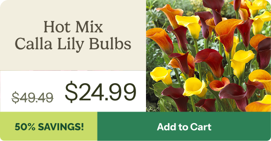 Hot Mix Calla Lily Bulbs