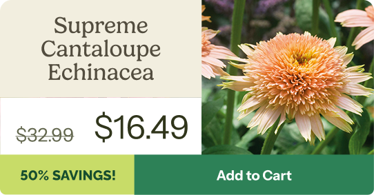 Supreme Cantaloupe Echinacea