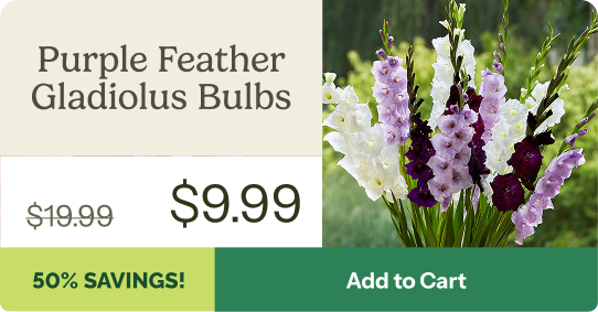 Purple Feather Gladiolus Bulbs