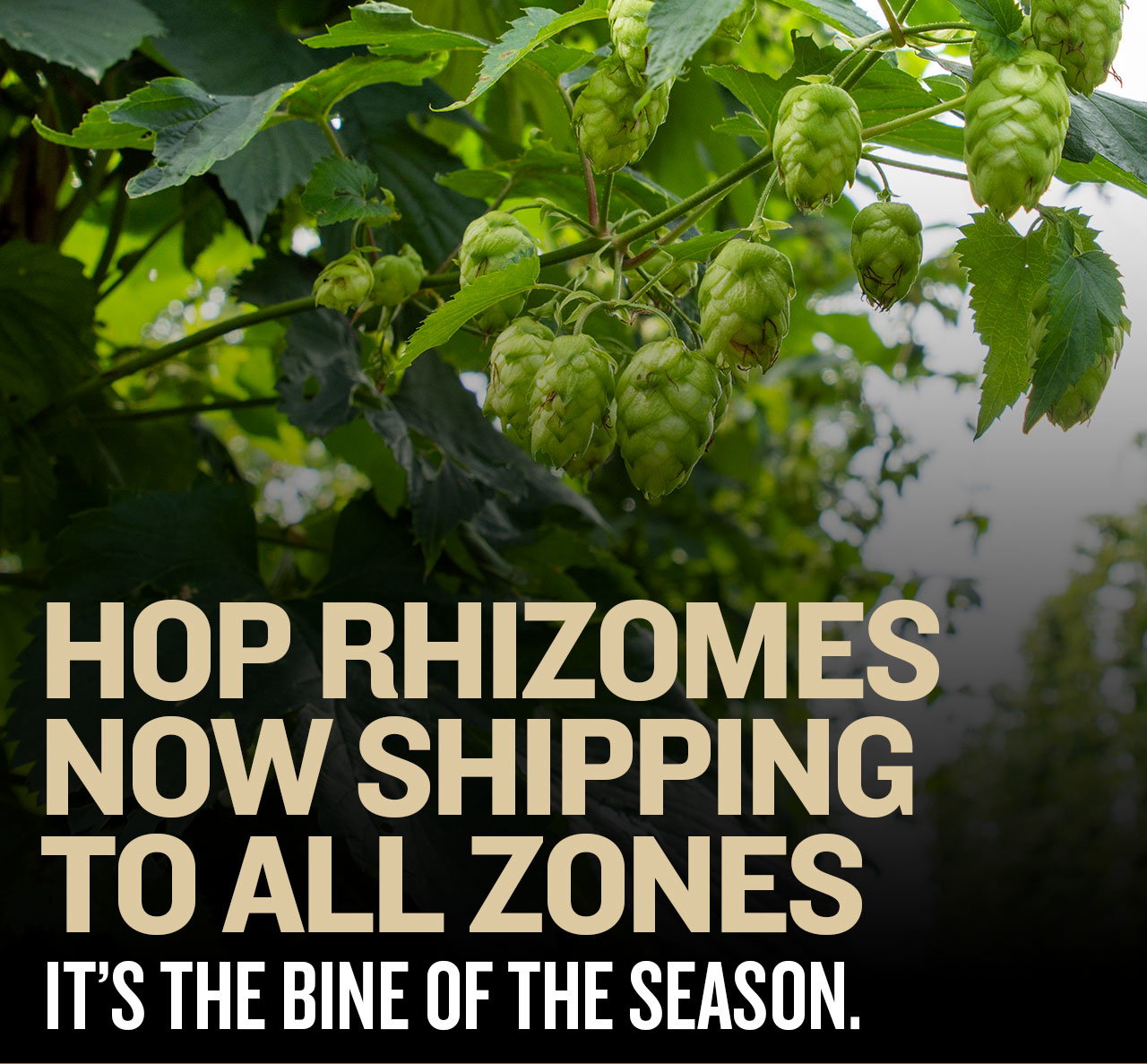 You Drink What You Grow Hop Rhizomes Shipping Now!