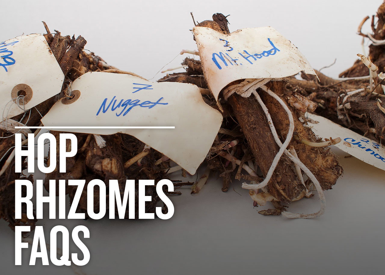 Hop Rhizome FAQs