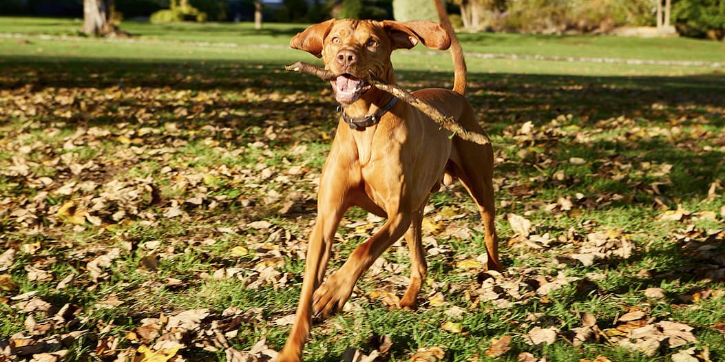 Rudy the Vizsla chasing sticks