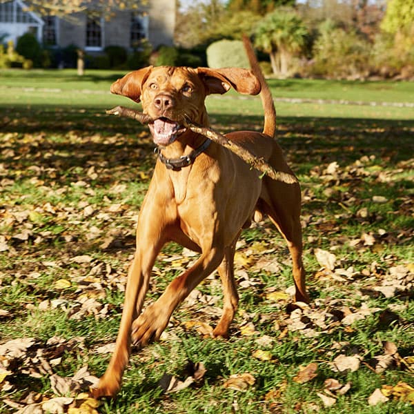 Rudy the Vizsla chasing sticks