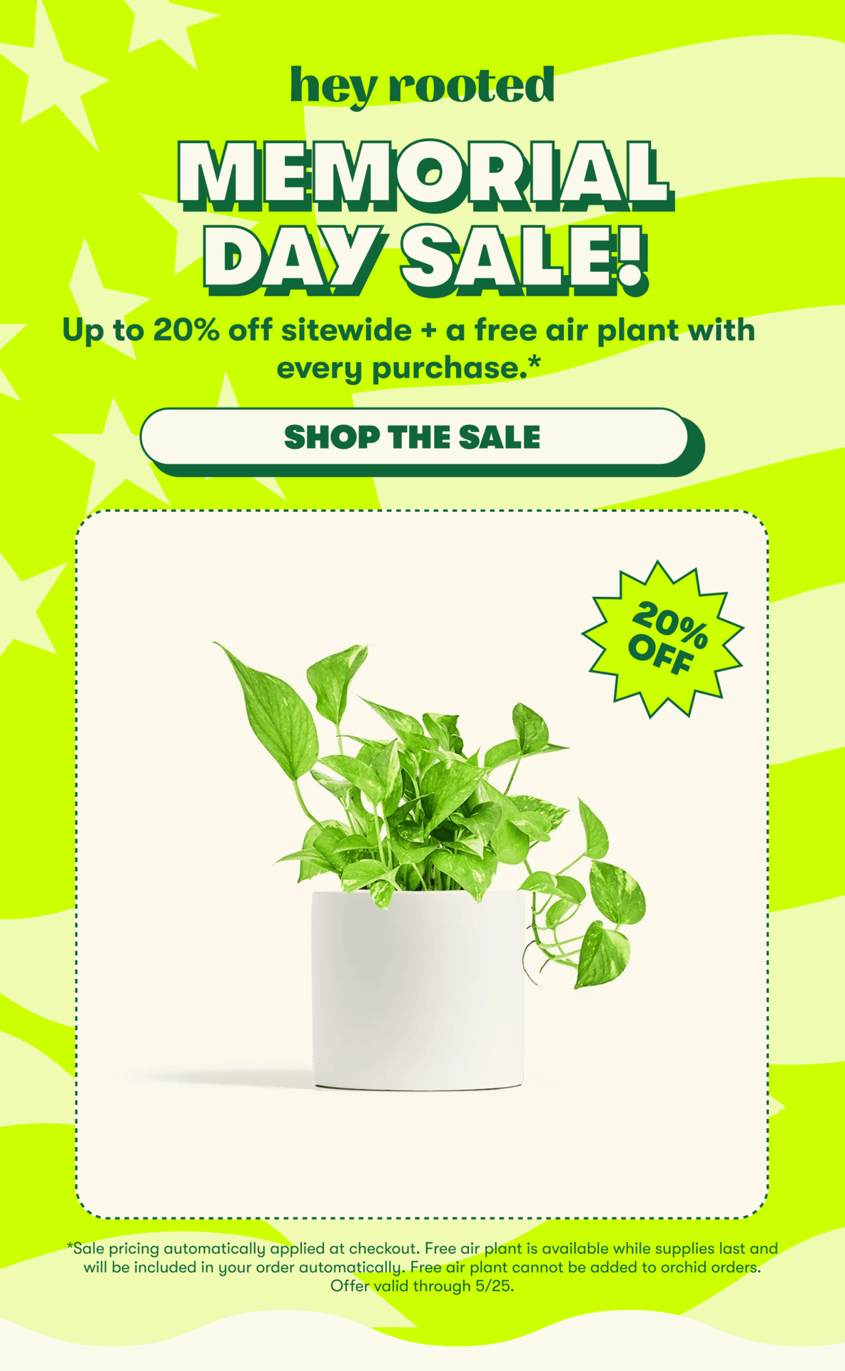 Up to 20% off + free air plant with every purchase