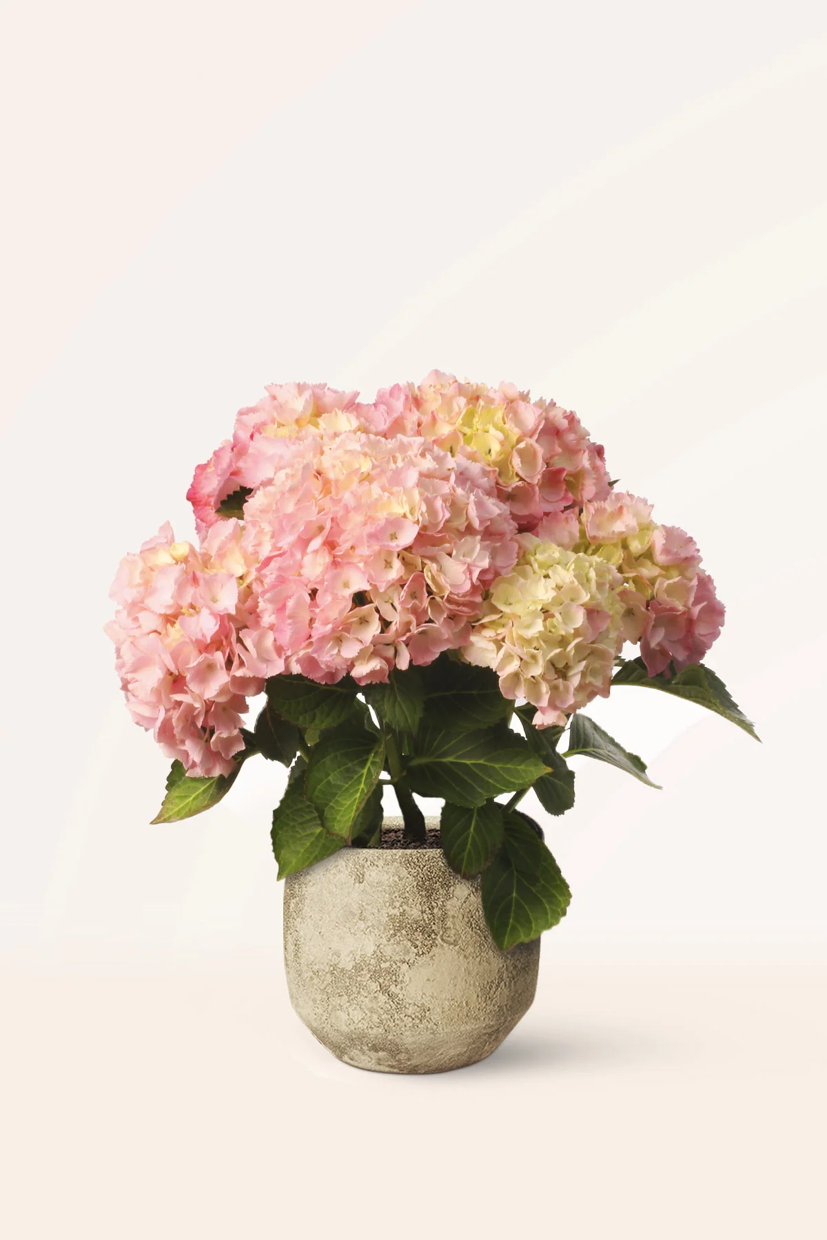 Image of Hortensia Rosa