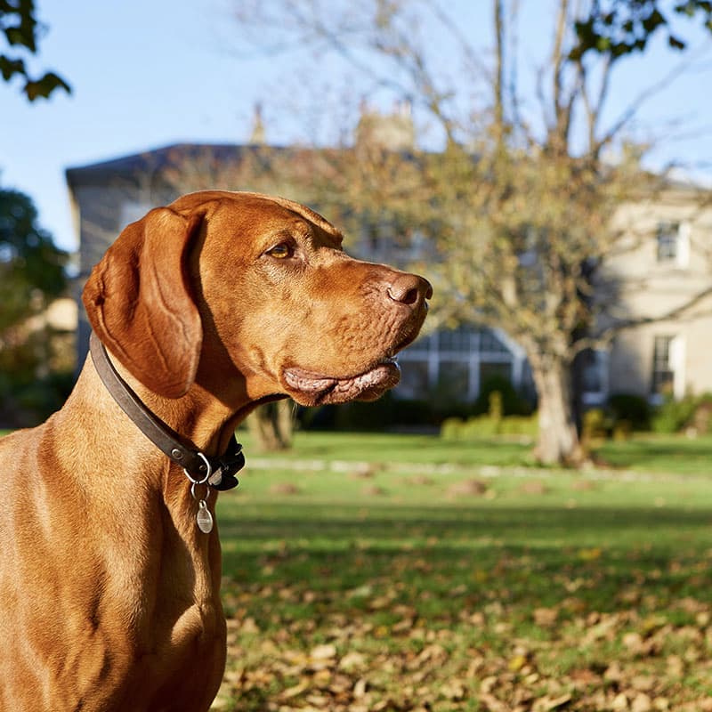 Vizsla outside Linden Hall