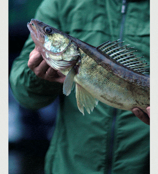 Fishing lifestyle image