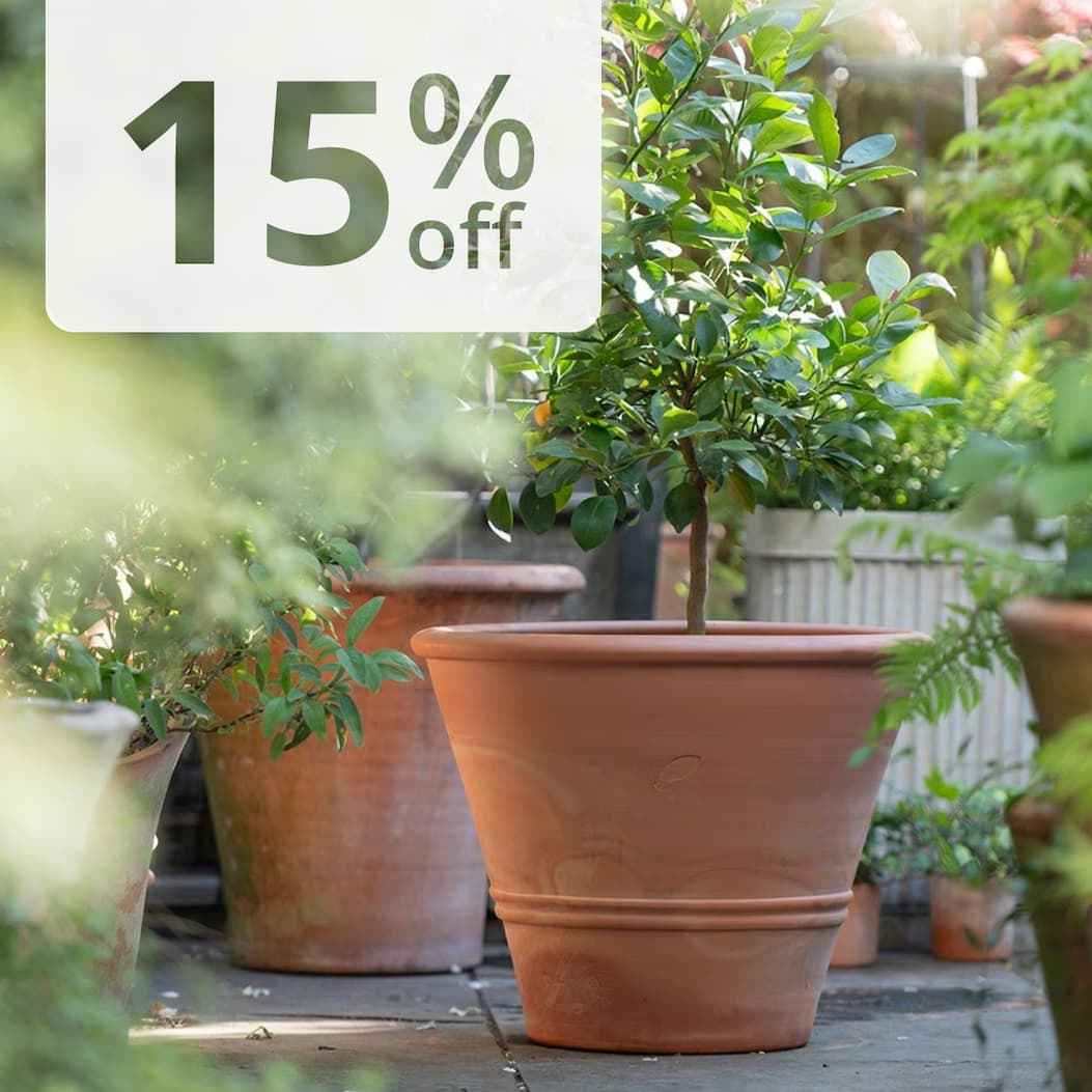 Outdoor pots 