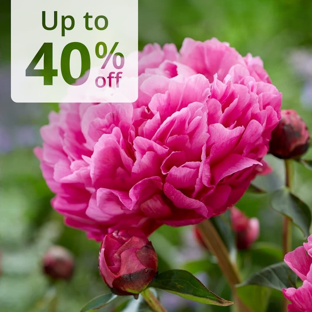 Potted peonies