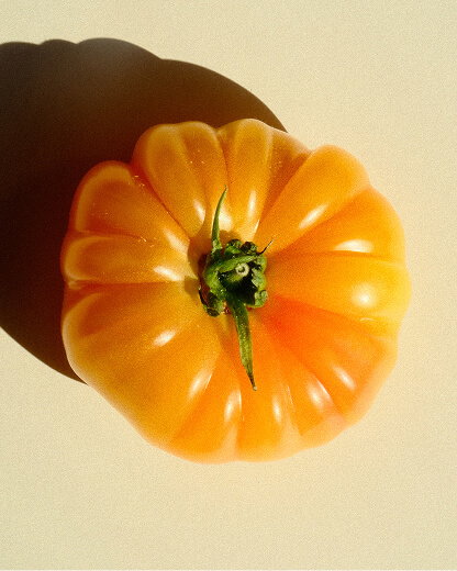 Tomato
