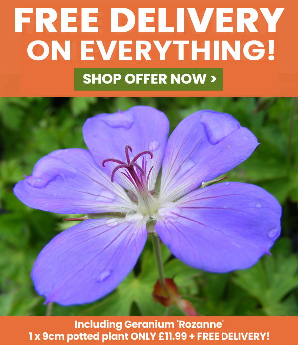 Free Delivery on Everything