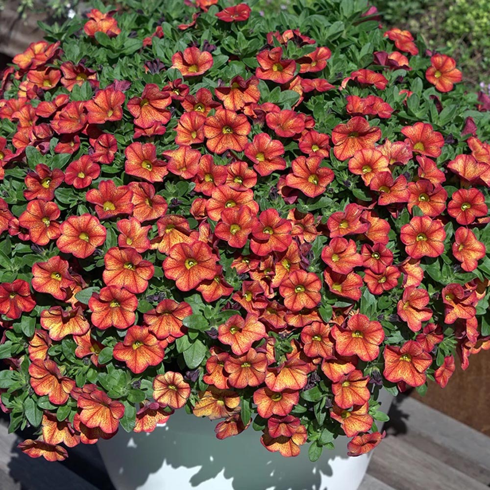 Calibrachoa 'Uno Bakari'