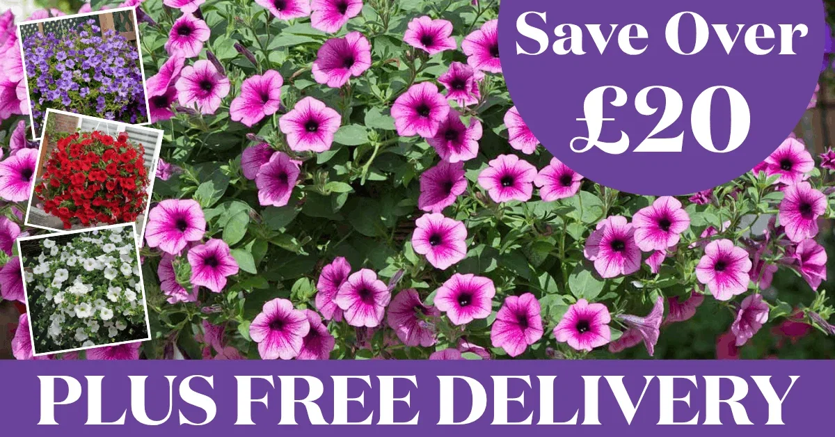 Save Over £20 Plus Free Delivery