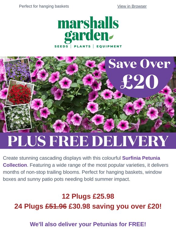 Trailing Petunias Ready to Plant Now - Save Over £20 + Free Delivery