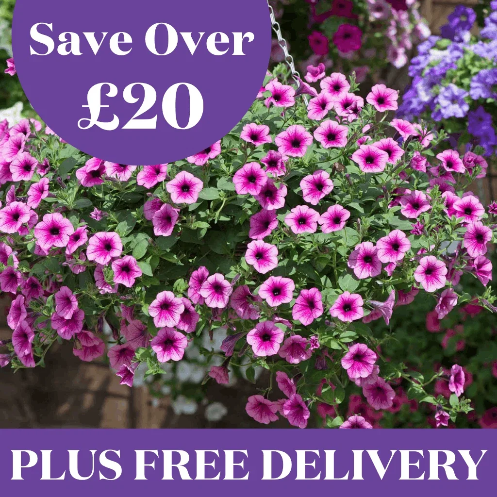 Save Over £20 Plus Free Delivery