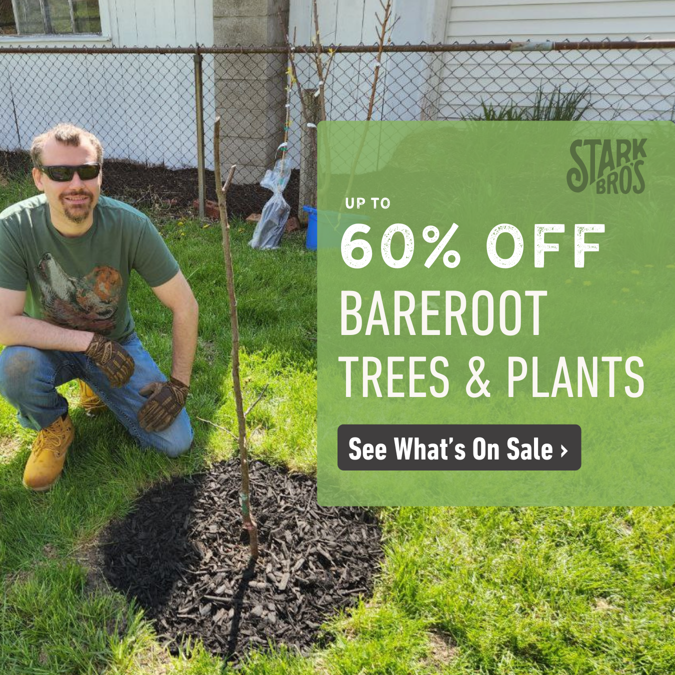 Bareroot tree in the ground