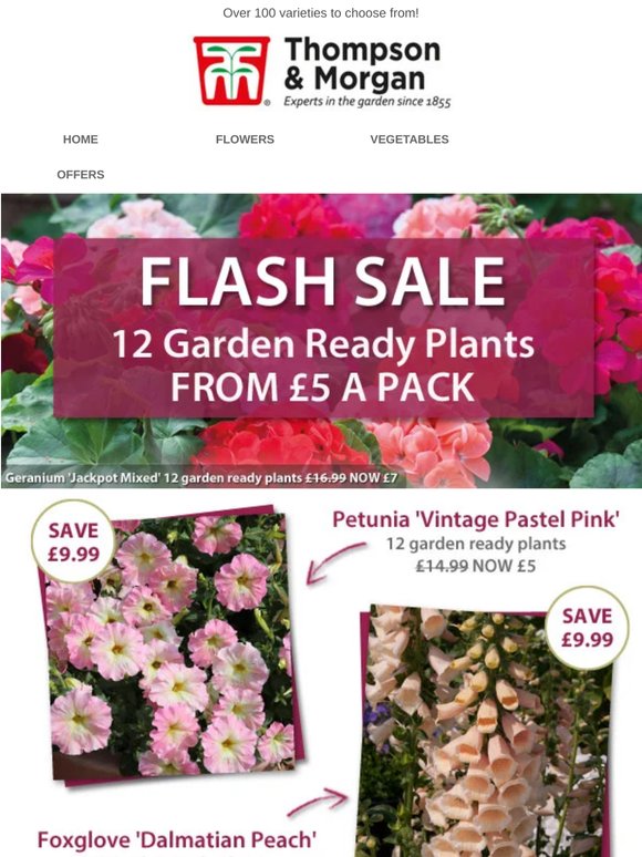 12 Garden Ready Plants FROM £5 A Pack! Mix & Match Special