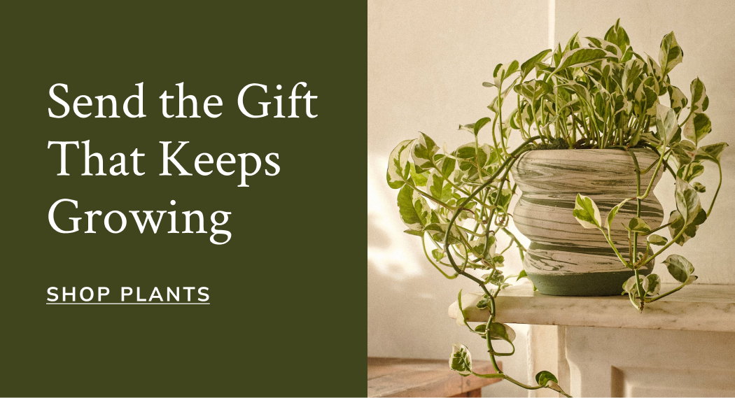 Send the Gift That Keeps Growing