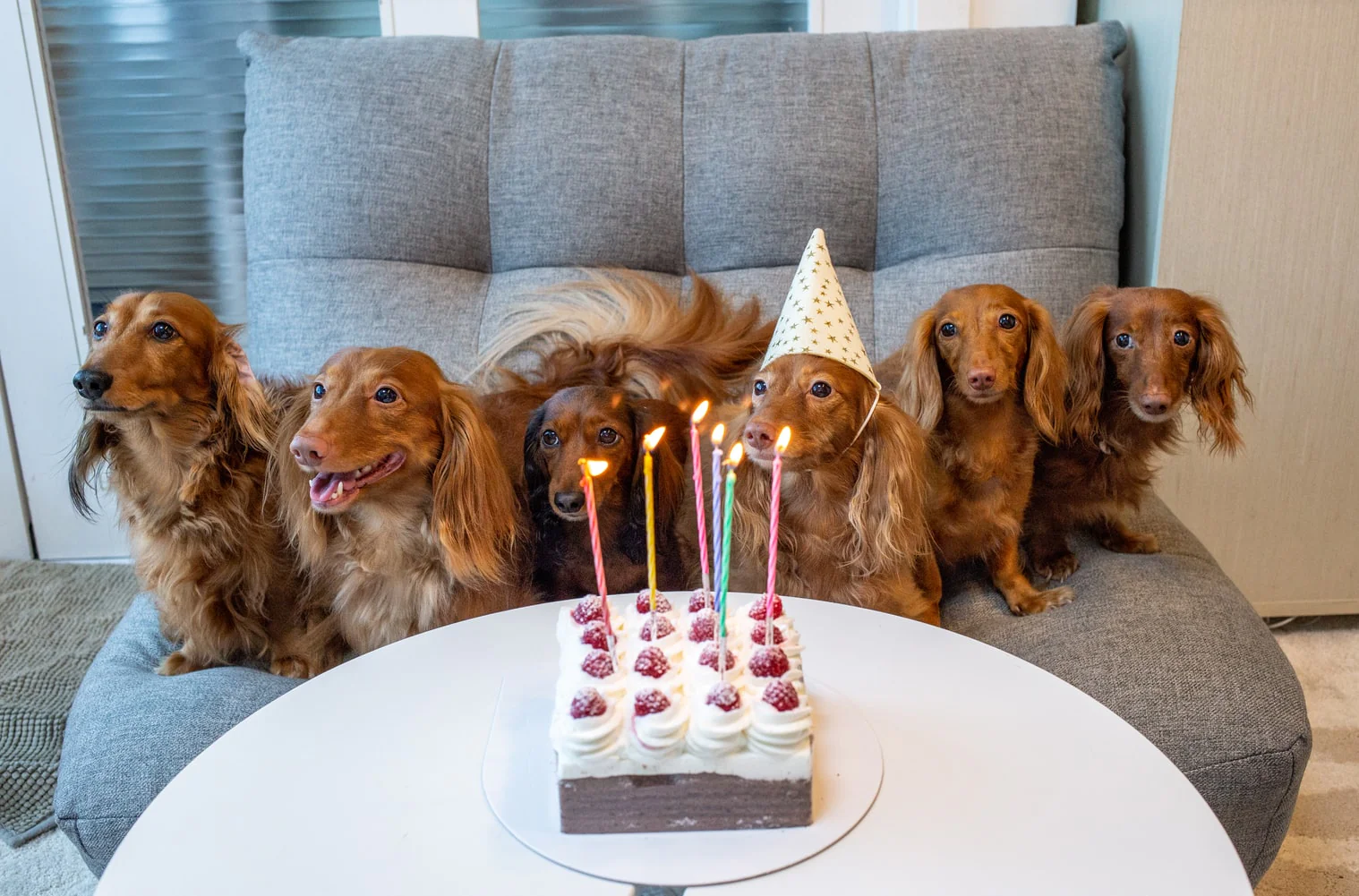 Image of Annie’s Slobber Pack – Over 28% Savings on Happy Dog Meals & Cannolis! / year