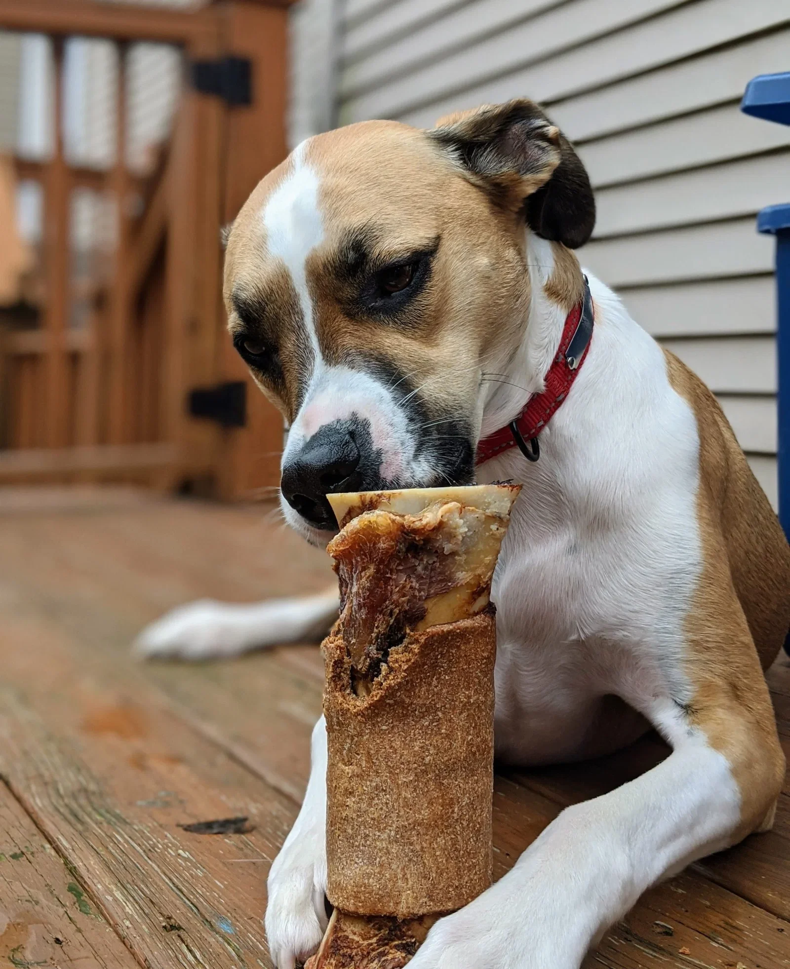 Image of Muttkin Drool Package – Up to 27% Savings on Bones!