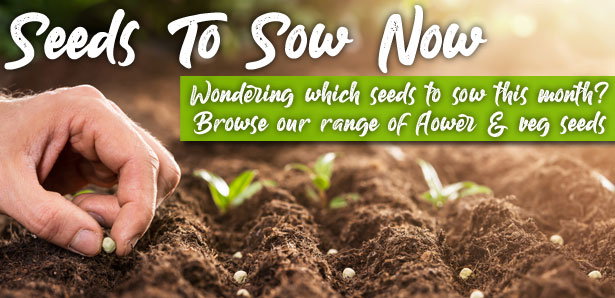 Seeds To Sow Now