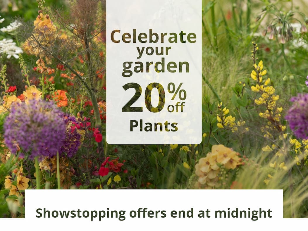 Showstopping offers end at midnight 