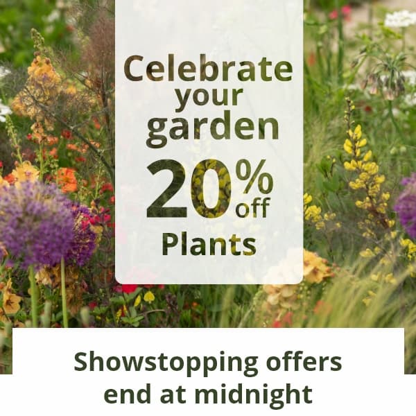 Showstopping offers end at midnight 