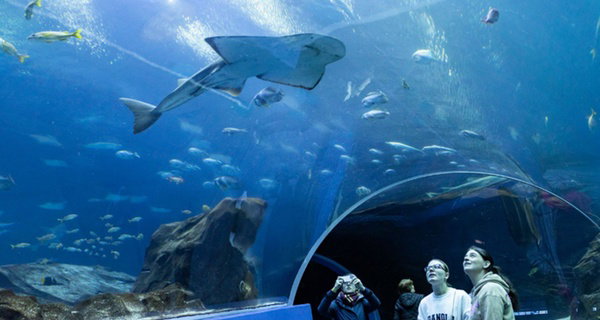 Georgia Aquarium General Admission Ticket Deals