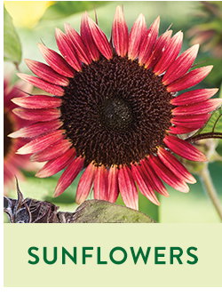 Sunflower Seeds