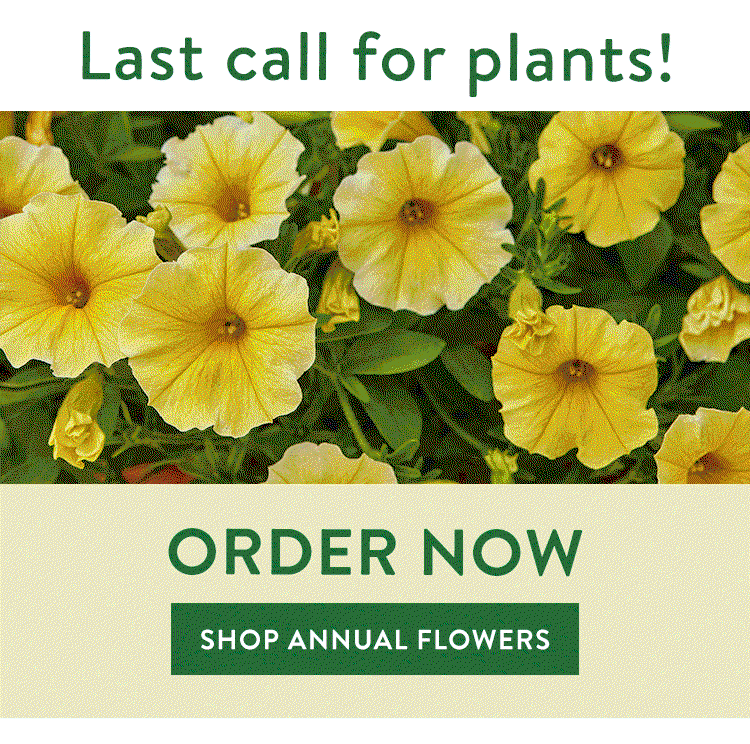 Annual Flower Plants