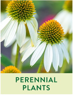 Perennial Plants