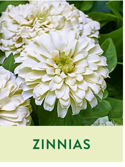 Zinnias Seeds and Plants