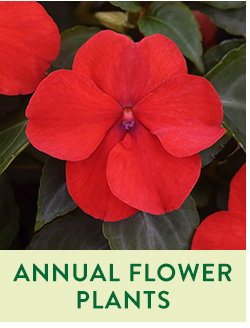 Annual Flower Plants
