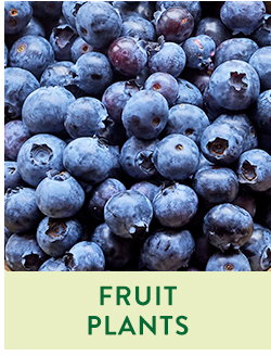 Fruit and Berry Plants