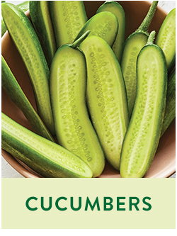 Cucumber Seeds