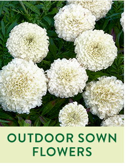 Direct Sow Flower Seeds