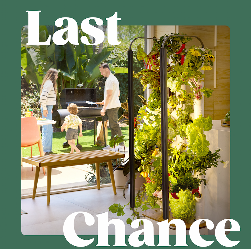 Last Chance