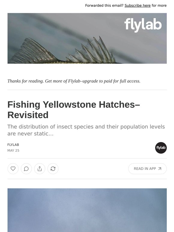 Fishing Yellowstone Hatches–Revisited