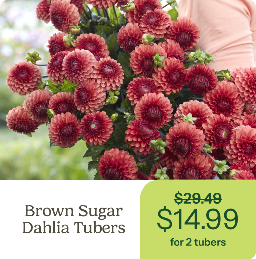 Brown Sugar Dahlia Tubers