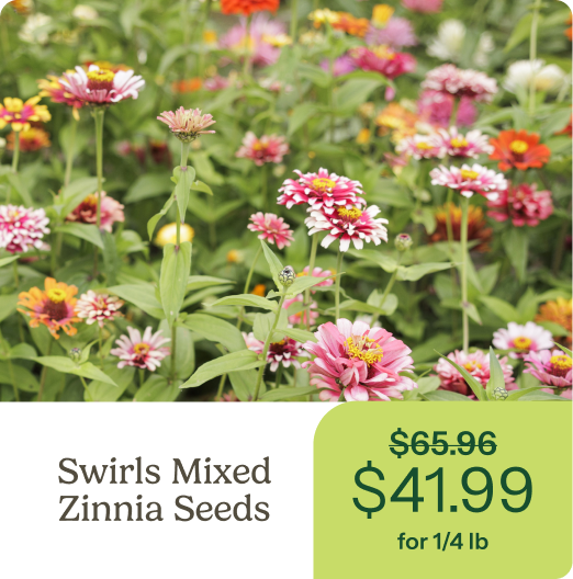 Swirls Mixed Zinnia Seeds