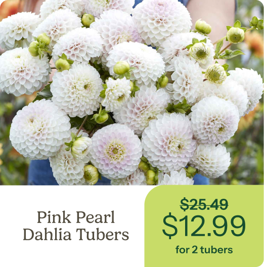 Pink Pearl Dahlia Tubers