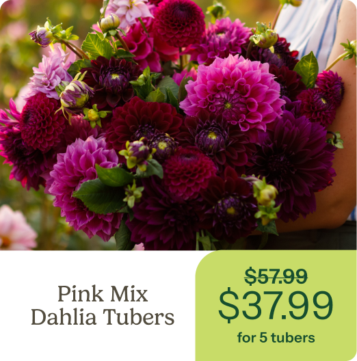 Pink Mix Dahlia Tubers