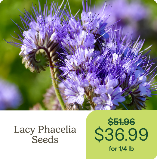 Lacy Phacelia Seeds